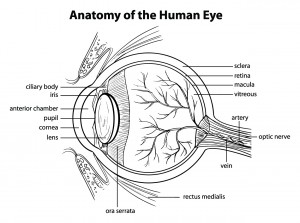 A Look At How Our Eyes Work From an Ophthalmologist in Cheboygan MI